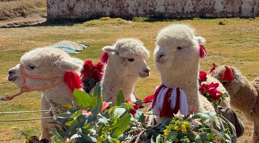 Decorated alpacas with flower garlands near Cusco, Peru